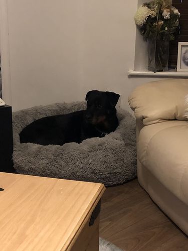 Customer photo review of Calming Dog Bed