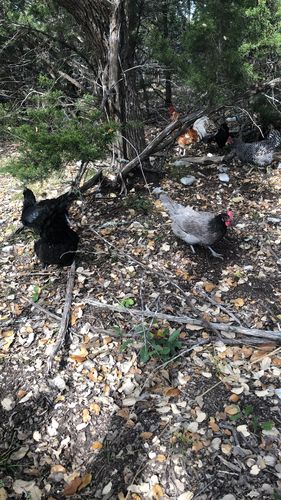 Customer photo review of GrubTerra Dried Black Soldier Fly Larvae