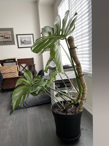 Customer photo of The Original Bendable Moss Pole™ - Best Seller (Pins Included) from Sean R.