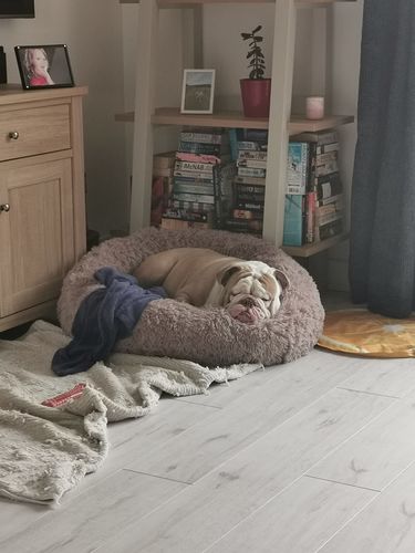 Customer photo review of Calming Dog Bed