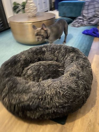 Customer photo review of Calming Dog Bed