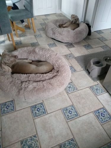 Customer photo review of Calming Dog Bed