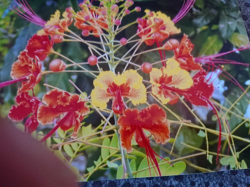 Customer photo review of Triptyque Arbre De Vie