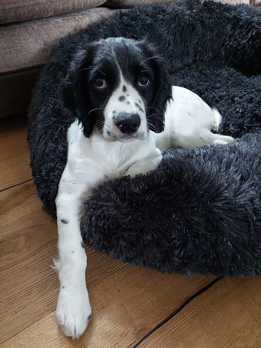 Customer photo review of Calming Dog Bed