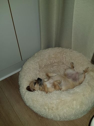 Customer photo review of Calming Dog Bed