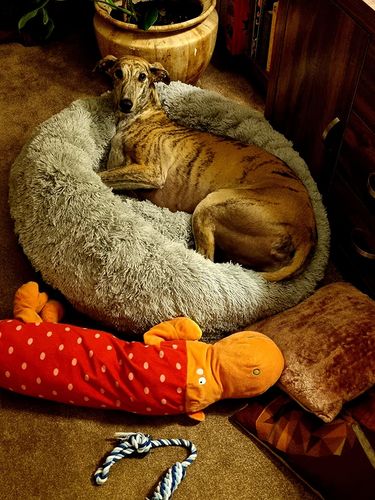 Customer photo review of Calming Dog Bed