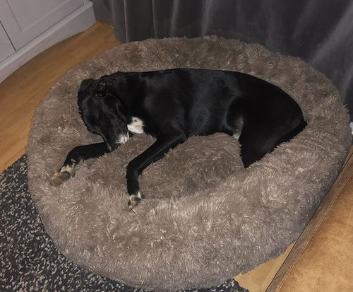 Customer photo review of Calming Dog Bed