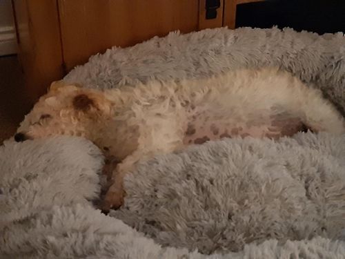 Customer photo review of Calming Dog Bed