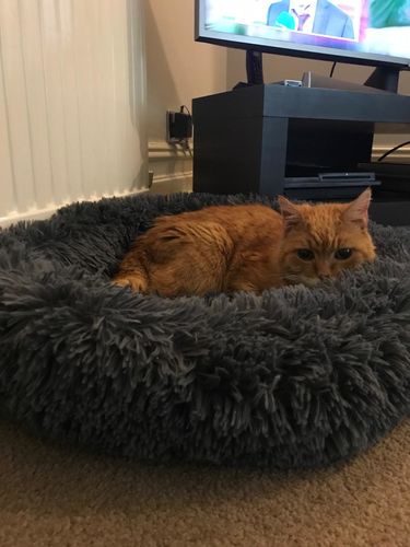 Customer photo review of Calming Dog Bed