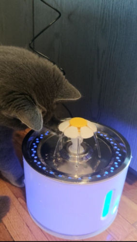 Customer photo review of Cat Flower Fountain