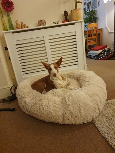 Customer photo review of Calming Dog Bed