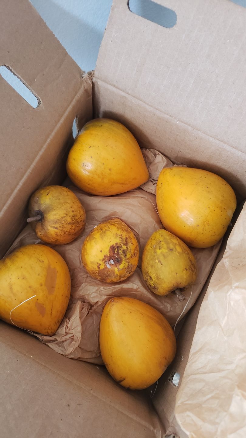 Customer photo review of Eggfruit (Canistel) Box