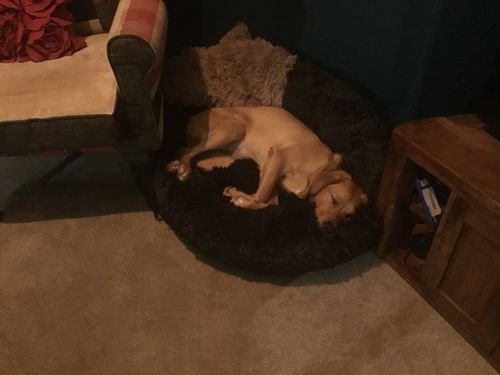 Customer photo review of Calming Dog Bed