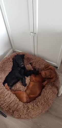 Customer photo review of Calming Dog Bed