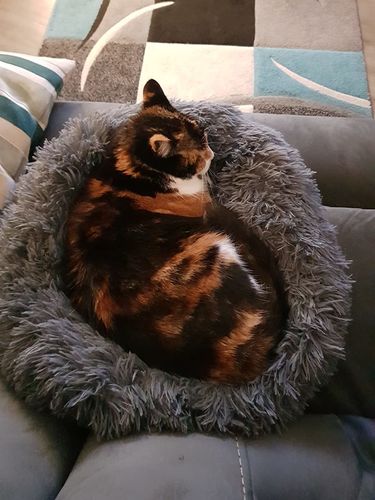 Customer photo review of Calming Dog Bed