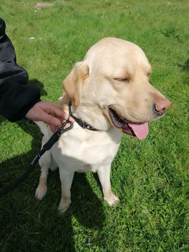 Customer photo review of Ragnar Leash