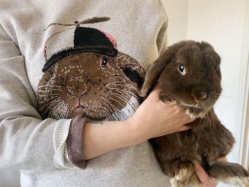Customer photo review of Full-Body Pet Custom Sweater