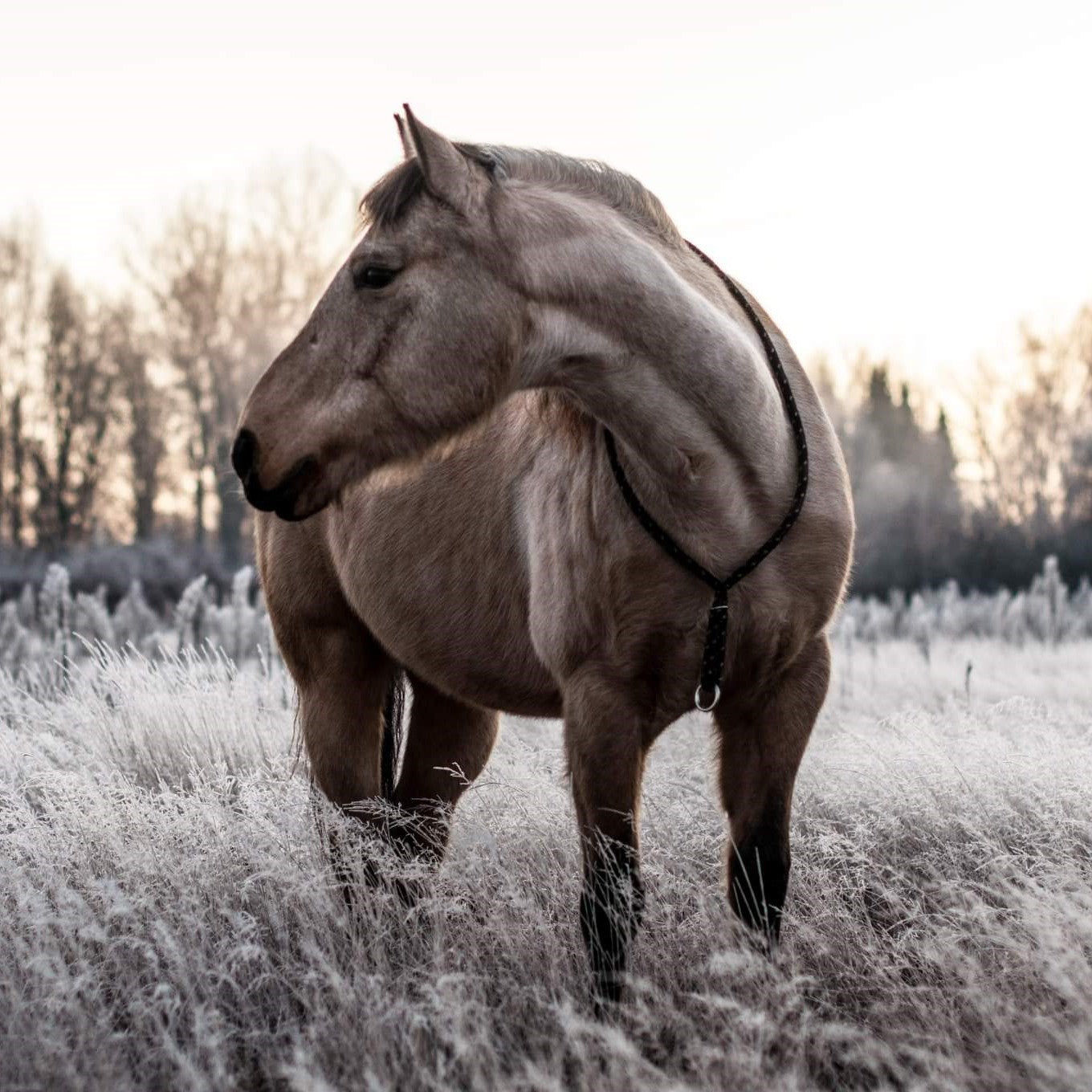 Customer photo review of Kristallkraft Brave Horse