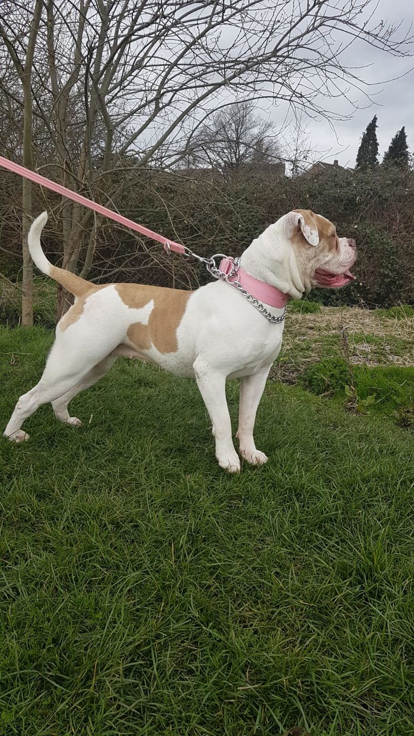 Customer photo review of 5cm Nylon Dog Collar - Pink v2.0