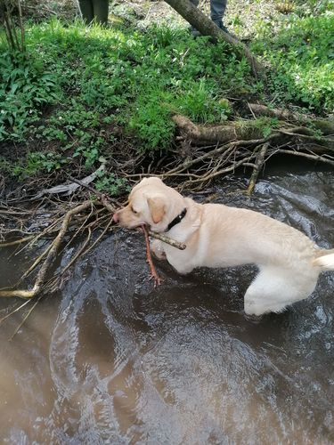 Customer photo review of Ragnar Dog Collar