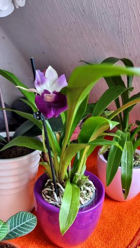 Customer photo review of Cochleanthes mit 1-2 blauen Blüten