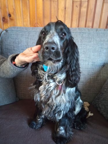 Customer photo review of Collier Anti Aboiement PuppySafe