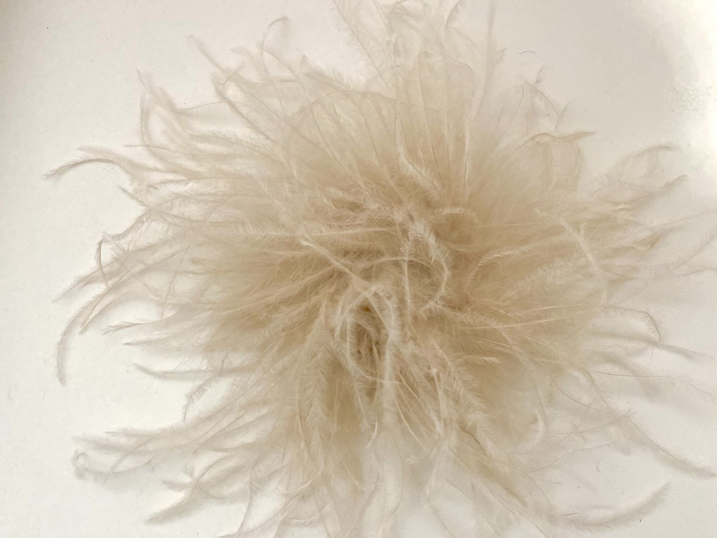 Customer photo review of Ostrich with Marabou Feather Boa