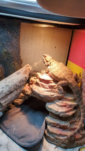 Customer photo review of GrubTerra Fresh Black Soldier Fly Larvae for Reptiles