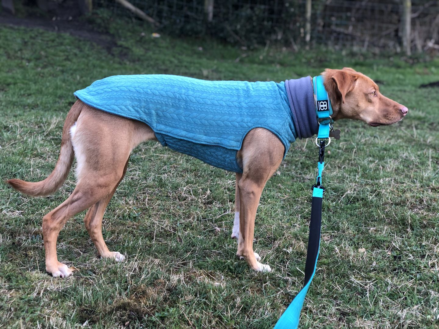 Customer photo review of 4cm RR Collar | Soft Padded & Reflective | Series 2 - Turquoise
