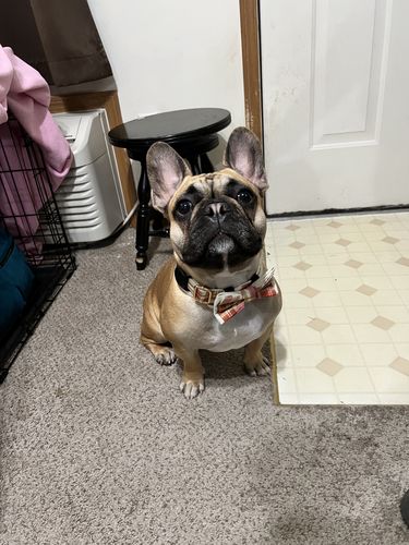 Customer photo review of Route Package Protection