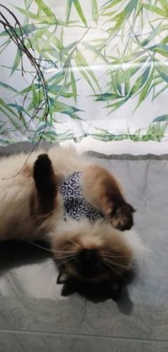 Customer photo review of HARNAIS CONFORTABLE POUR CHAT - VUSHOO™