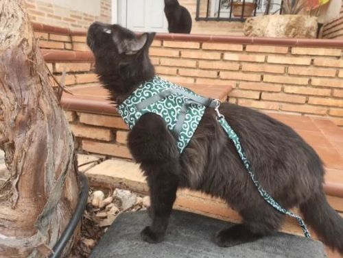 Customer photo review of HARNAIS CONFORTABLE POUR CHAT - VUSHOO™