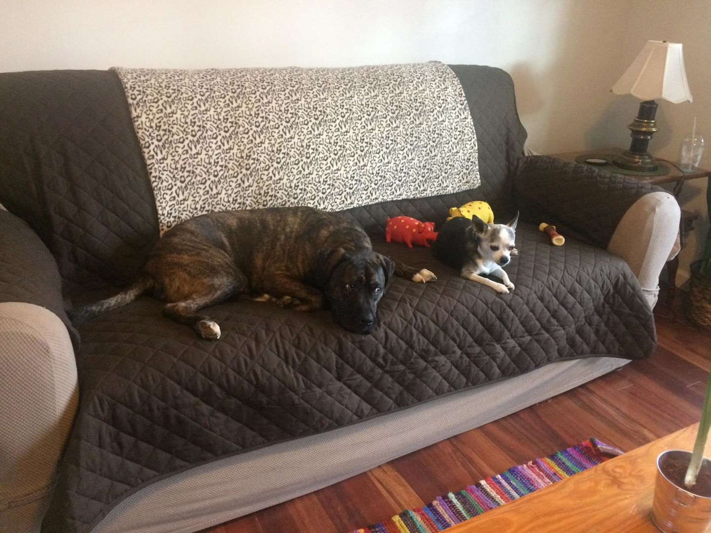 Customer photo review of (🎁Mother's Day Offer-55% OFF) Non-slip Waterproof Sofa Slipcover