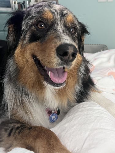 Customer photo review of Fetch