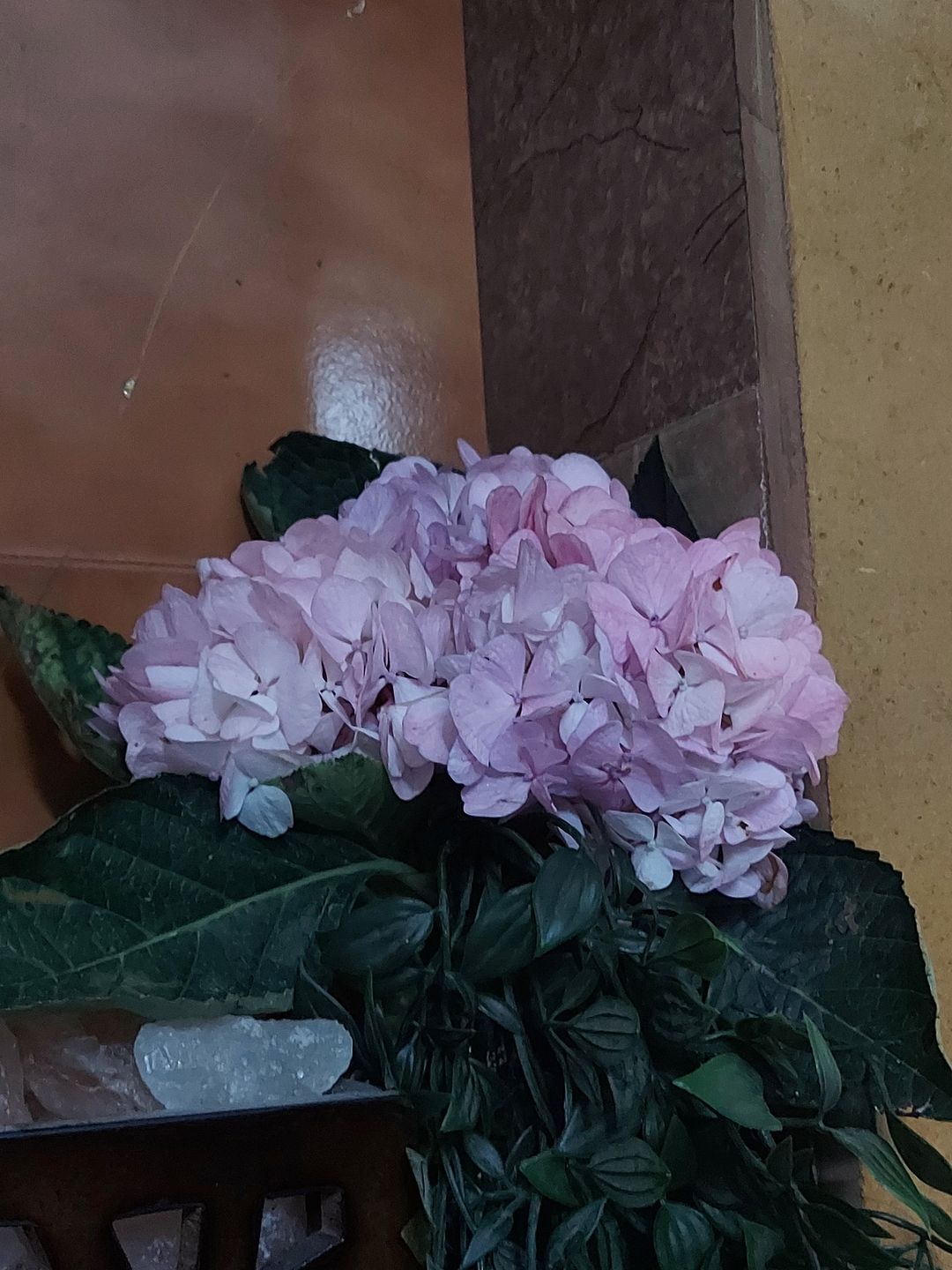 Customer photo review of Subscribe to Cut Flowers - PREMIUM