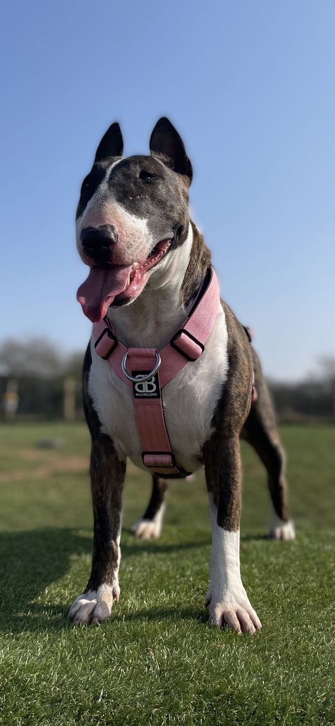 Customer photo review of Double Ended Training Lead | All Breeds - Durable & Soft 2m Lead - Pink