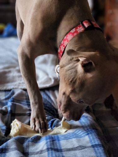 Customer photo review of Cow Ears For Dogs