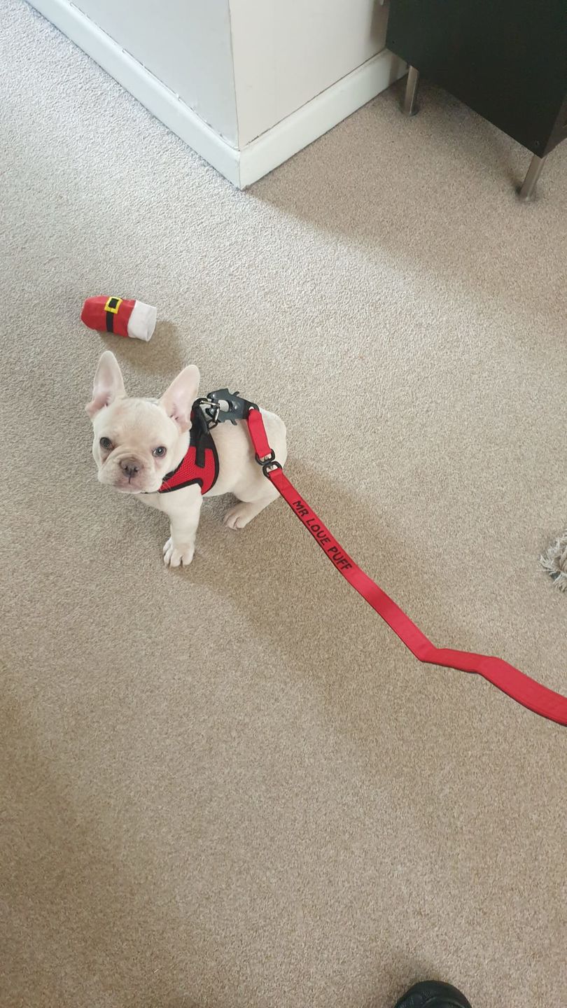 Customer photo review of 1.4m Swivel Combat Lead | Neoprene Lined, Secure Rated Clip with Soft Handle - Red
