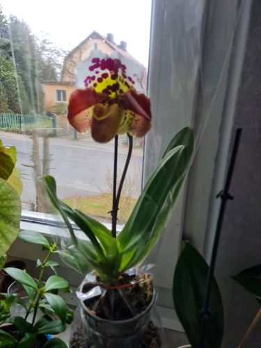 Customer photo review of Frauenschuh Orchidee - amerikanische Hybride mit großer Blüte