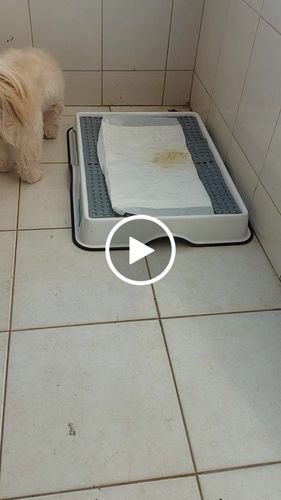 Customer video review of Weasy Cão