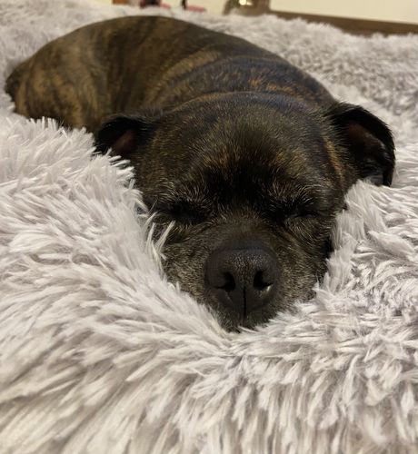 Customer photo review of Puppery Kuschelbett - Das Original