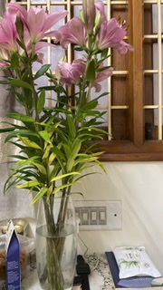 Customer photo review of Asiatic Lily