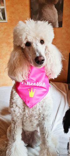 Customer photo review of 2er Set - Prinzessin - Hunde Halstuch / Bandana für Hunde