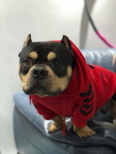 Customer photo review of "WOOF" Dog Hoodie - Red