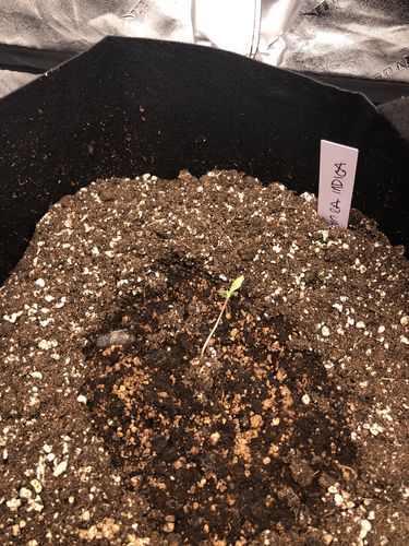 Customer photo review of Sohum Soil Organic Living Soil Just Add Water 1.5 cu ft