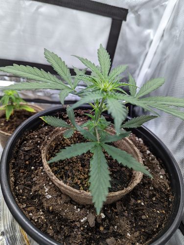 Customer photo review of Sohum Soil Organic Living Soil Just Add Water 1.5 cu ft