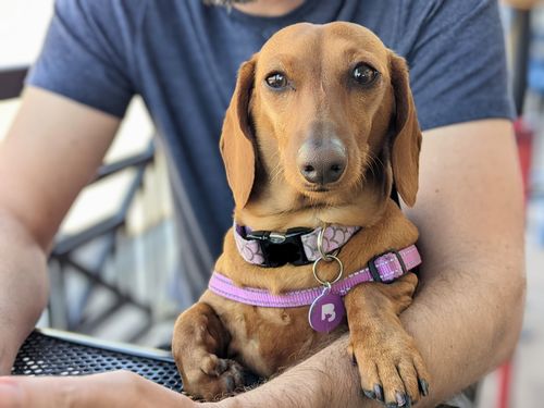 Customer photo review of Purple