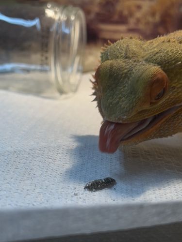 Customer photo review of GrubTerra Fresh Black Soldier Fly Larvae for Reptiles