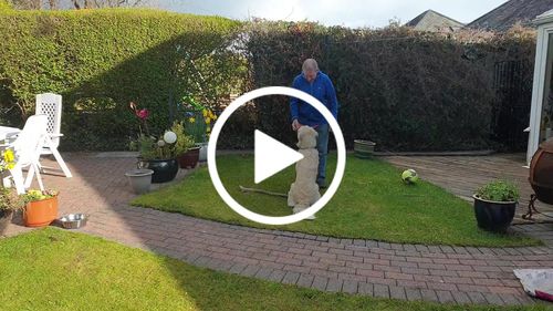 Customer video review of The Perfect Canine Companion Boot Camp