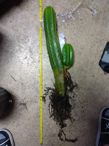 Customer photo review of San Pedro Cactus | Echinopsis pachanoi